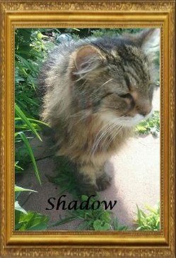 Shadow Smith. 2000-2015